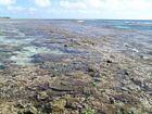 View of the Outer Living Coral Zone of the reef flat during the rising tide. Note coral diversity.